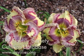 Daylily Dynamic Delight